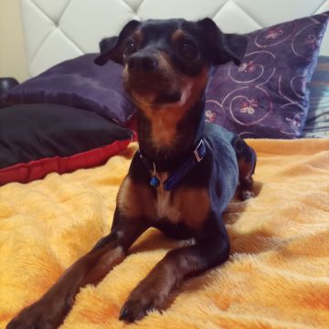 Hotel para Cães