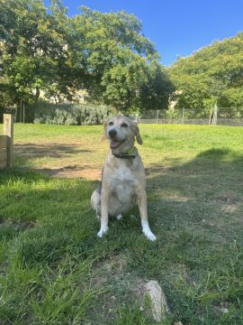 Hundepension - Haustierbetreuung und Tierpension