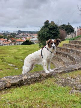 Hotel para Cães