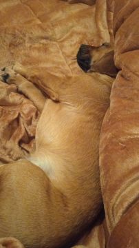 Hotel para Cães
