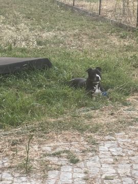 Hotel para Cães - Animais