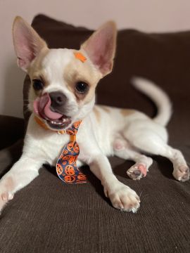 Hotel para Cães