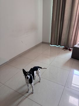Hospedaje de perros