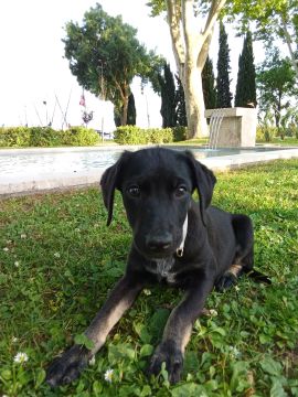 Hotel para Cães