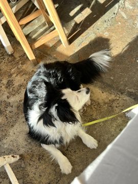 Hospedaje de perros