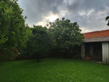 Tree Trimmer