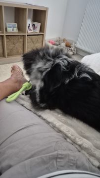 Hotel para Cães