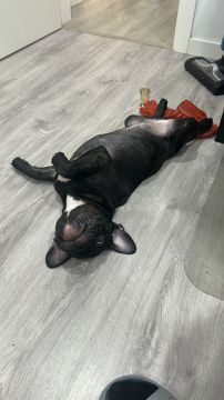 Hotel para Cães