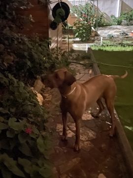 Hotel para Cães