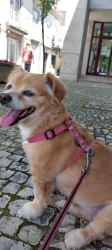 Dog Hotel