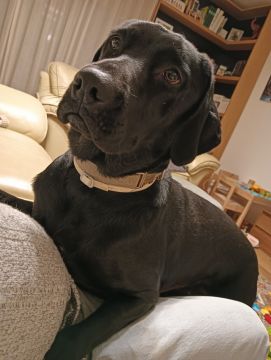 Hotel para Cães