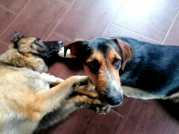 Pension pour chiens - Animaux