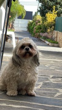 Hotel para Cães