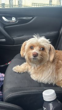 Hotel para Cães