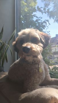 Hotel para Cães