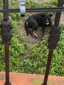 Hotel para Cães