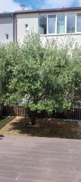 Tree Trimmer