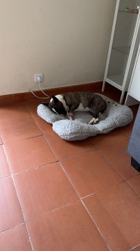 Hotel para Cães