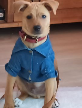 Hotel para Cães