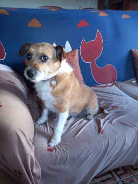 Hundepension