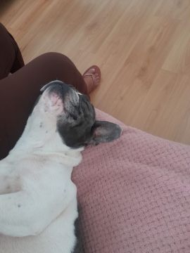 Hotel para Cães