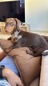 Hotel para Cães