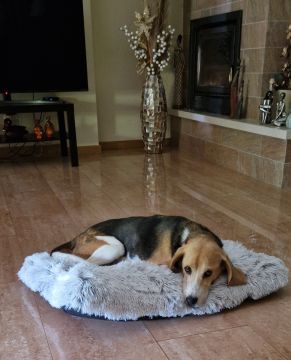 Hotel para Cães