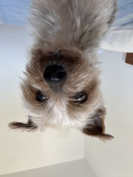 Hotel para Cães