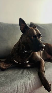 Hotel para Cães