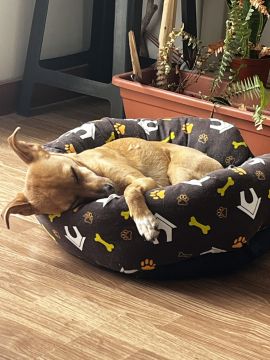 Hotel para Cães