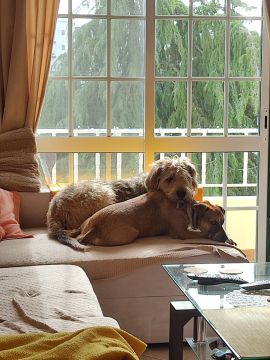Creche para Cães