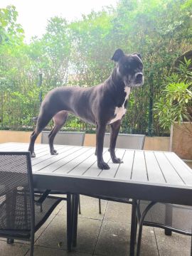 Hotel e Creche para Animais