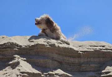 Hotel para Cães