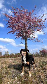 Hotel para Cães