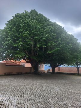 Tree Trimming and Maintenance