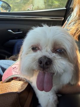 Hotel para Cães
