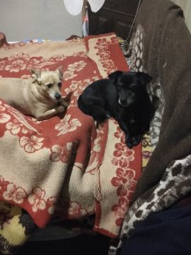 Hotel para Cães
