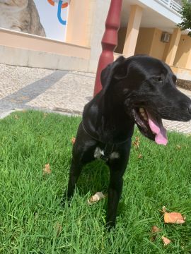 Hotel para Cães