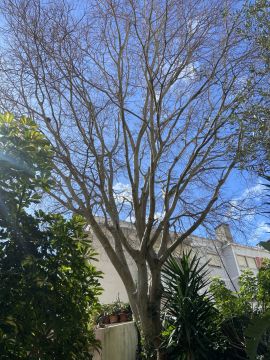 Tree Trimmer