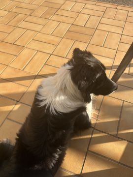 Pension pour chiens