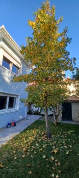 Tree Trimmer