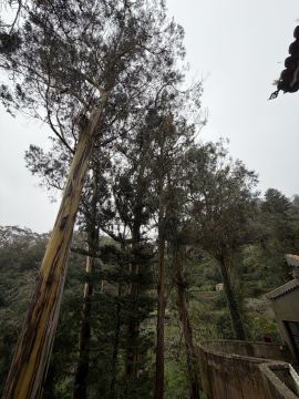 Poda e Manutenção de Árvores