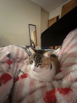 Hotel para Gatos