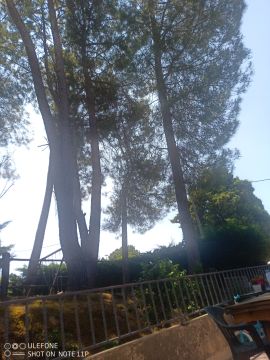 Tree Trimmer