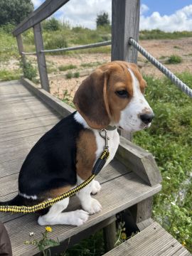 Pet Boarding and Daycare