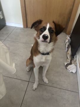 Hotel para Cães