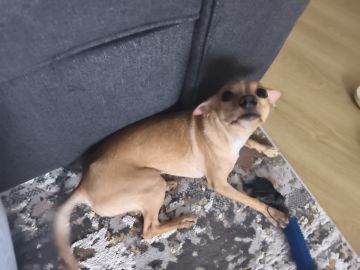 Hospedaje de perros