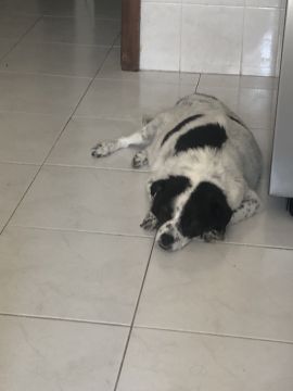 Hotel para Cães