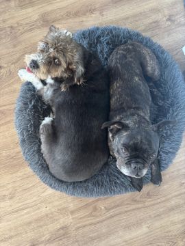 Hotel para Cães