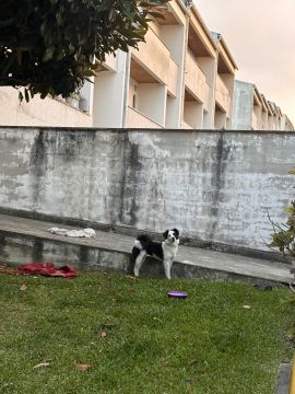 Hotel para Cães - Animais